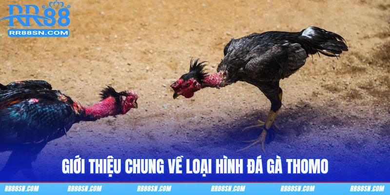 Giới thiệu chung về loại hình Đá gà Thomo