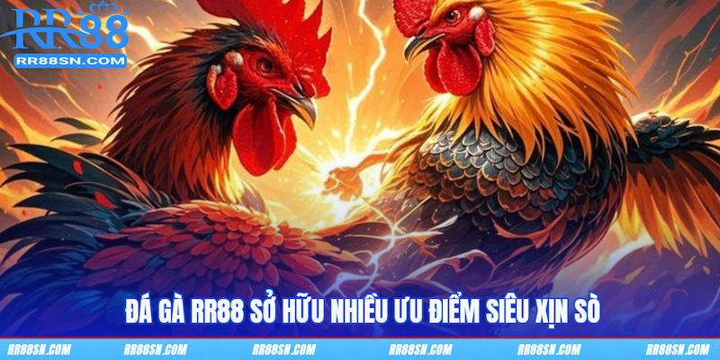  Đá gà RR88 sở hữu nhiều ưu điểm siêu xịn sò